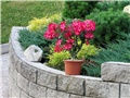 Adenium obesum Anouk